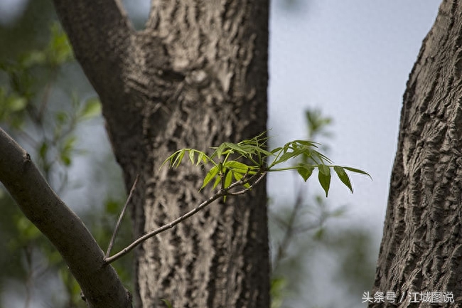 黄菠萝树经济价值、药用价值极高,是我国一级保护植物禁伐木材