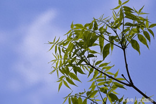 黄菠萝树经济价值、药用价值极高,是我国一级保护植物禁伐木材